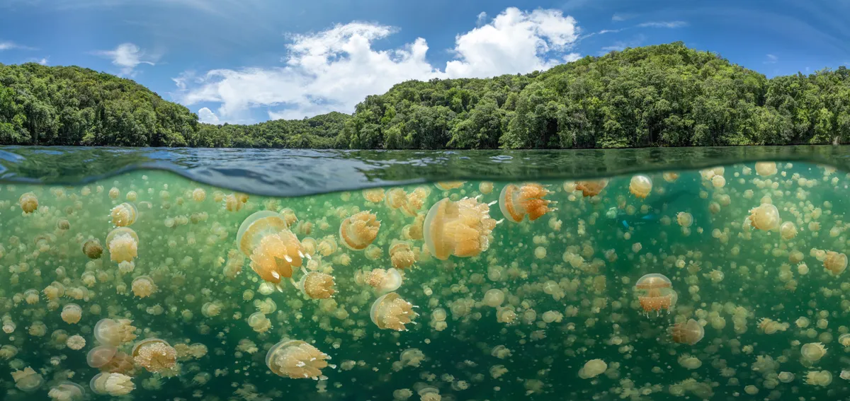 Wide angle category third place: Jellyfish galore, Palau. © Oleg Gaponyuk (Russian Federation)/Underwater Photographer of the Year 2021