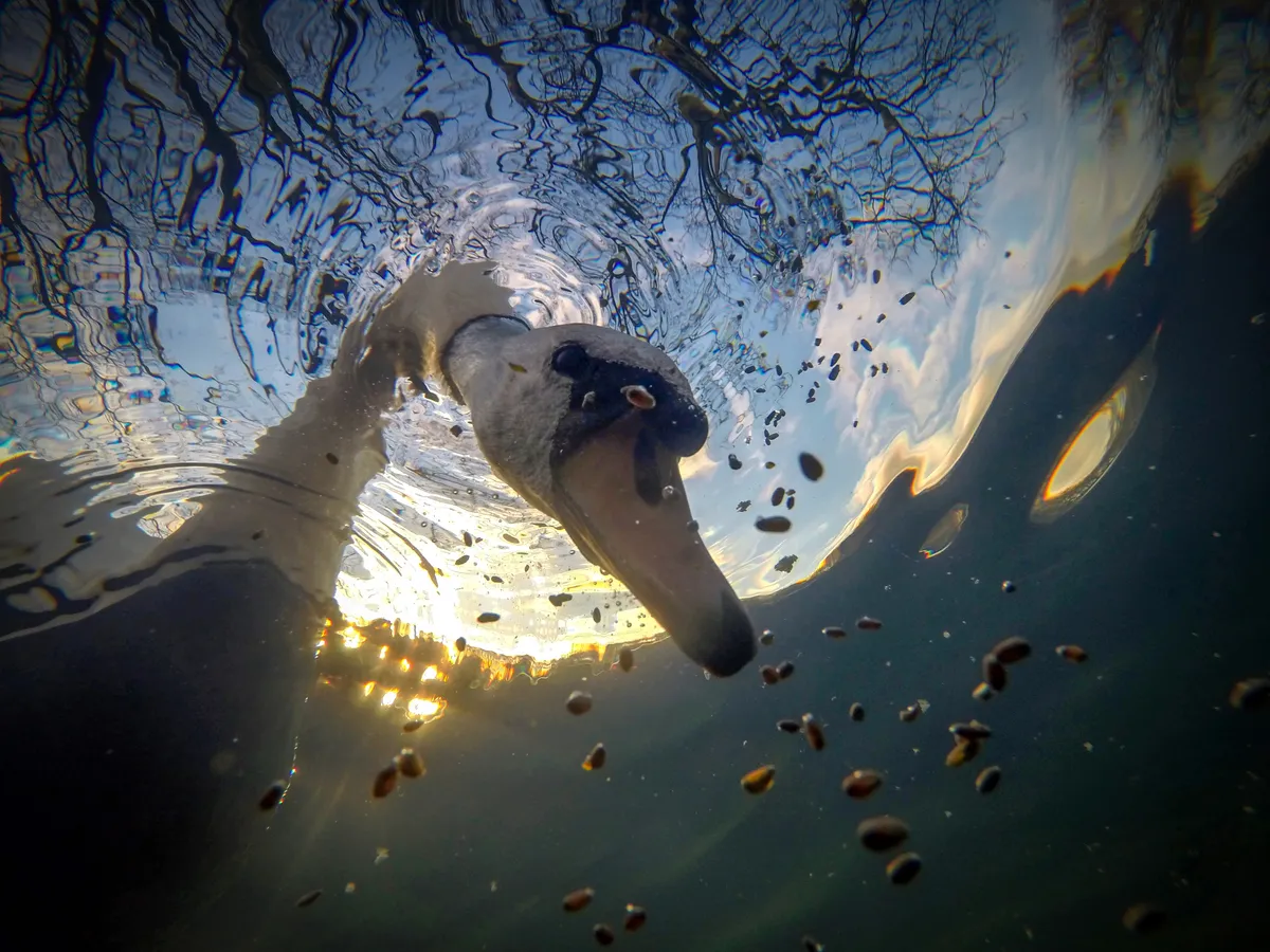 British Waters Compact category winner: Sunrise Mute Swan Feeding Underwater, UK. © Ian Wade (UK)/Underwater Photographer of the Year 2021