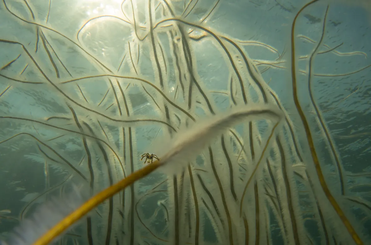 British Waters Compact category runner-up: Hold Tight, UK. © Sandra Stalker (UK)/Underwater Photographer of the Year 2021