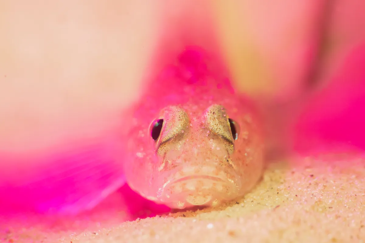 British Waters Compact category third place: Pinky, UK. © Sandra Stalker (UK)/Underwater Photographer of the Year 2021