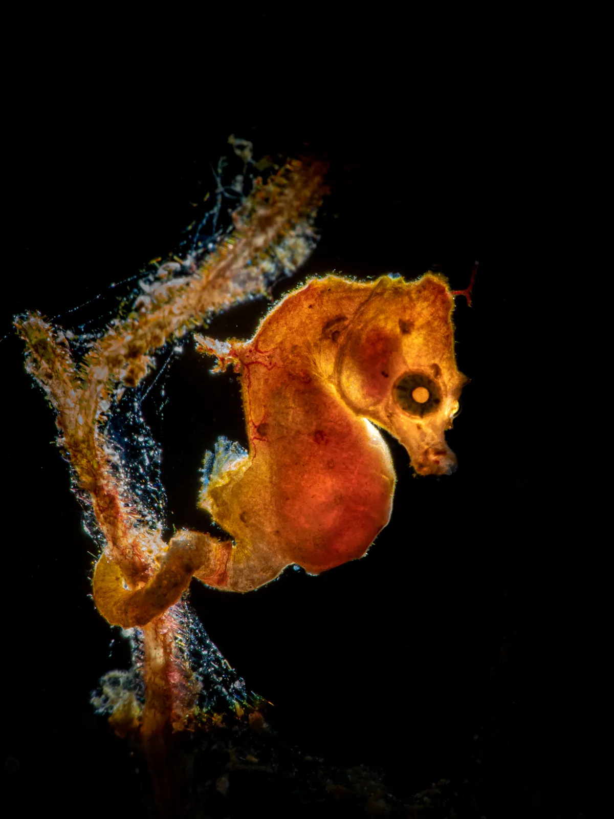 Macro category winner: Pontohi pigmy seahorse, Indonesia. © Galice Hoarau (Norway)/Underwater Photographer of the Year 2021