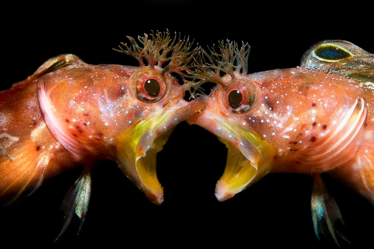 Behaviour category runner-up: Face to face, Japan. © JingGong Zhang/Underwater Photographer of the Year 2021