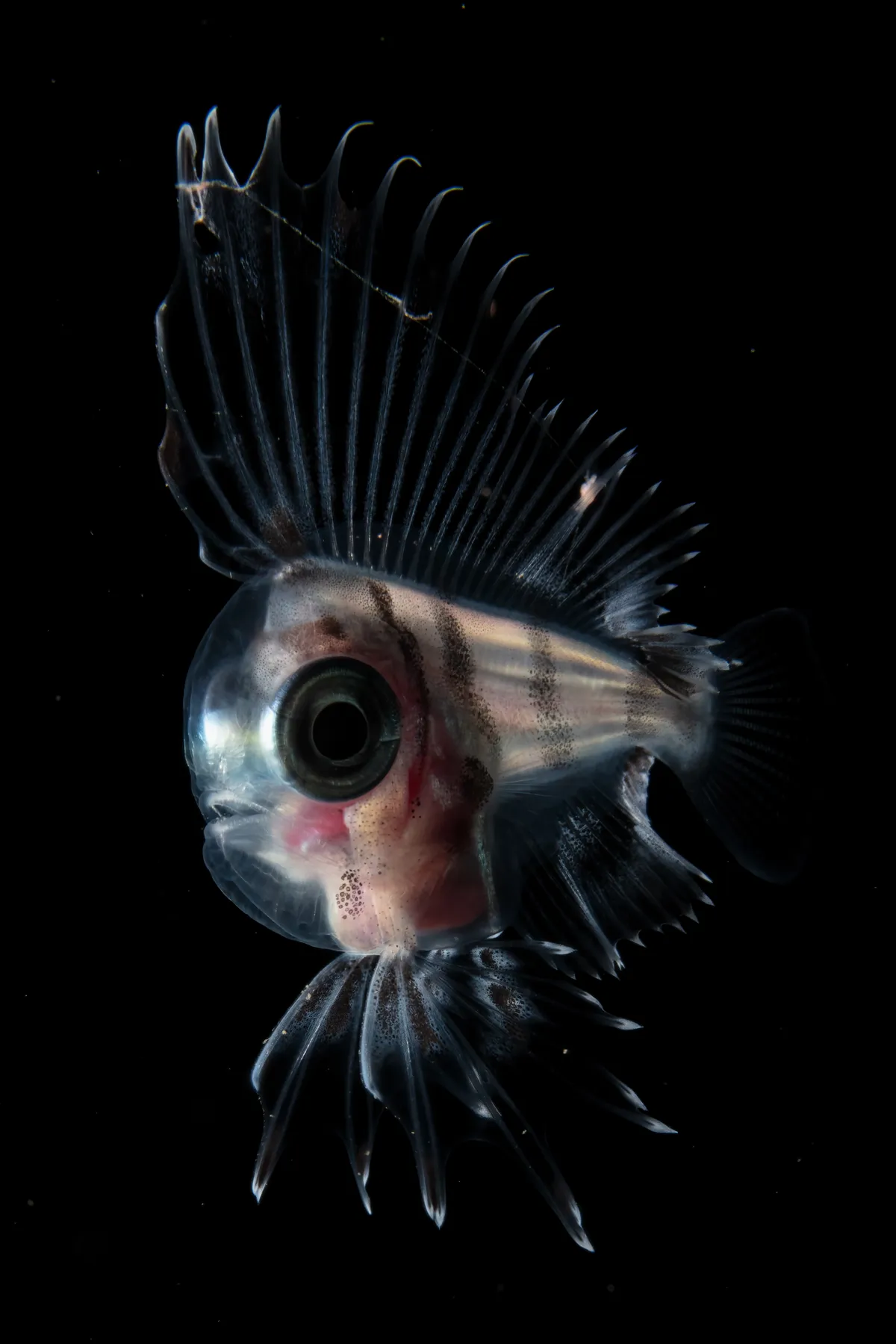 Portrait category runner-up: Japanese mane fish, Japan. © Keigo Kawamura (Japan)/Underwater Photographer of the Year 2021