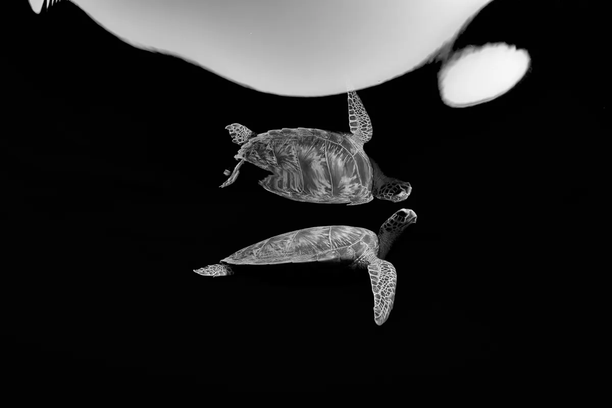 Black & White category third place: Double turtle, Egypt. ©Renata Romeo (Italy)/Underwater Photographer of the Year 2021