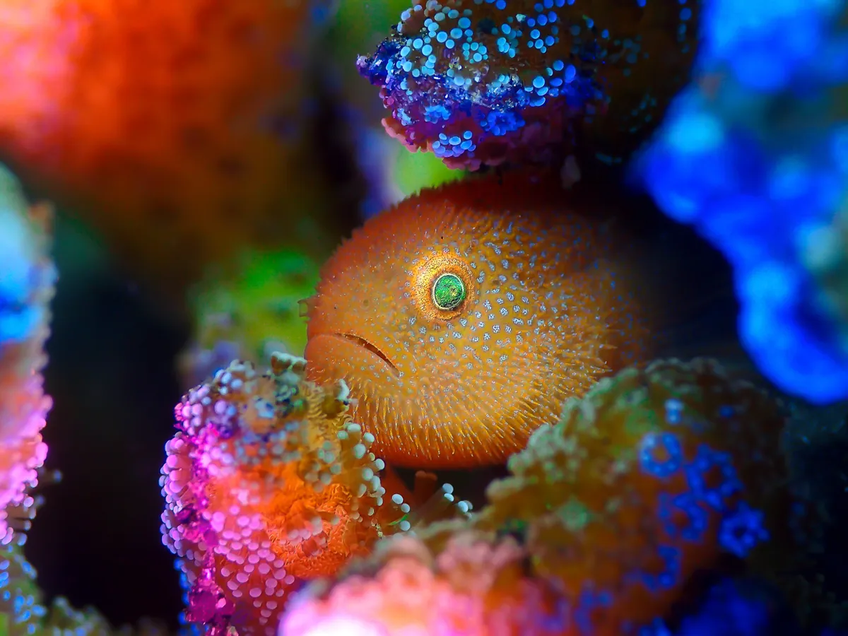 Compact category runner-up: Rainbow Goby, Indonesia. © ManBd (Malaysia)/Underwater Photographer of the Year 2021