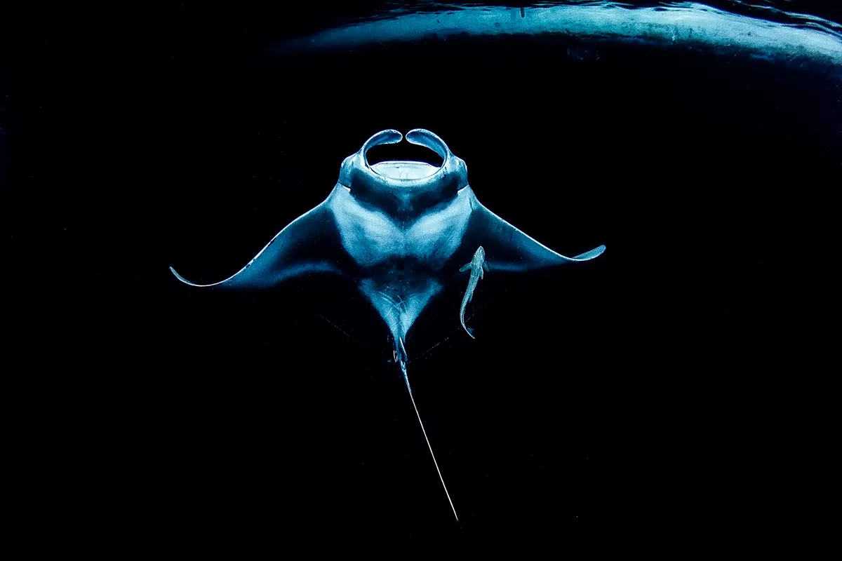 Up & Coming Underwater Photographer of the Year category runner-up: Toward Shining Light (Maldives). © Ryohei Ito (Japan)/Underwater Photographer of the Year 2021
