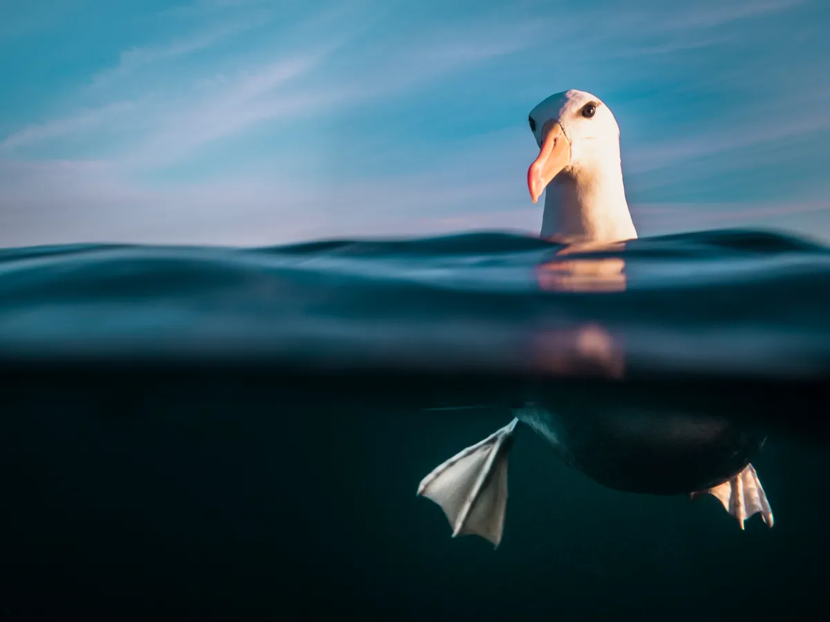 Up & Coming category third place: Resplendence – Black-browed albatross, Australia. © Danny Lee – Submerged Images Tasmania (Australia)/Underwater Photographer of the Year 2021