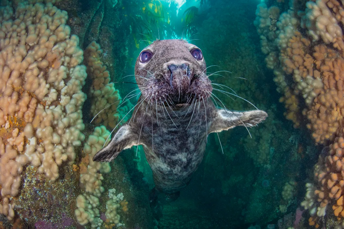 British Waters Wide Angle category third place: Grey seal gully (UK). © Kirsty Andrews (UK)/Underwater Photographer of the Year 2021