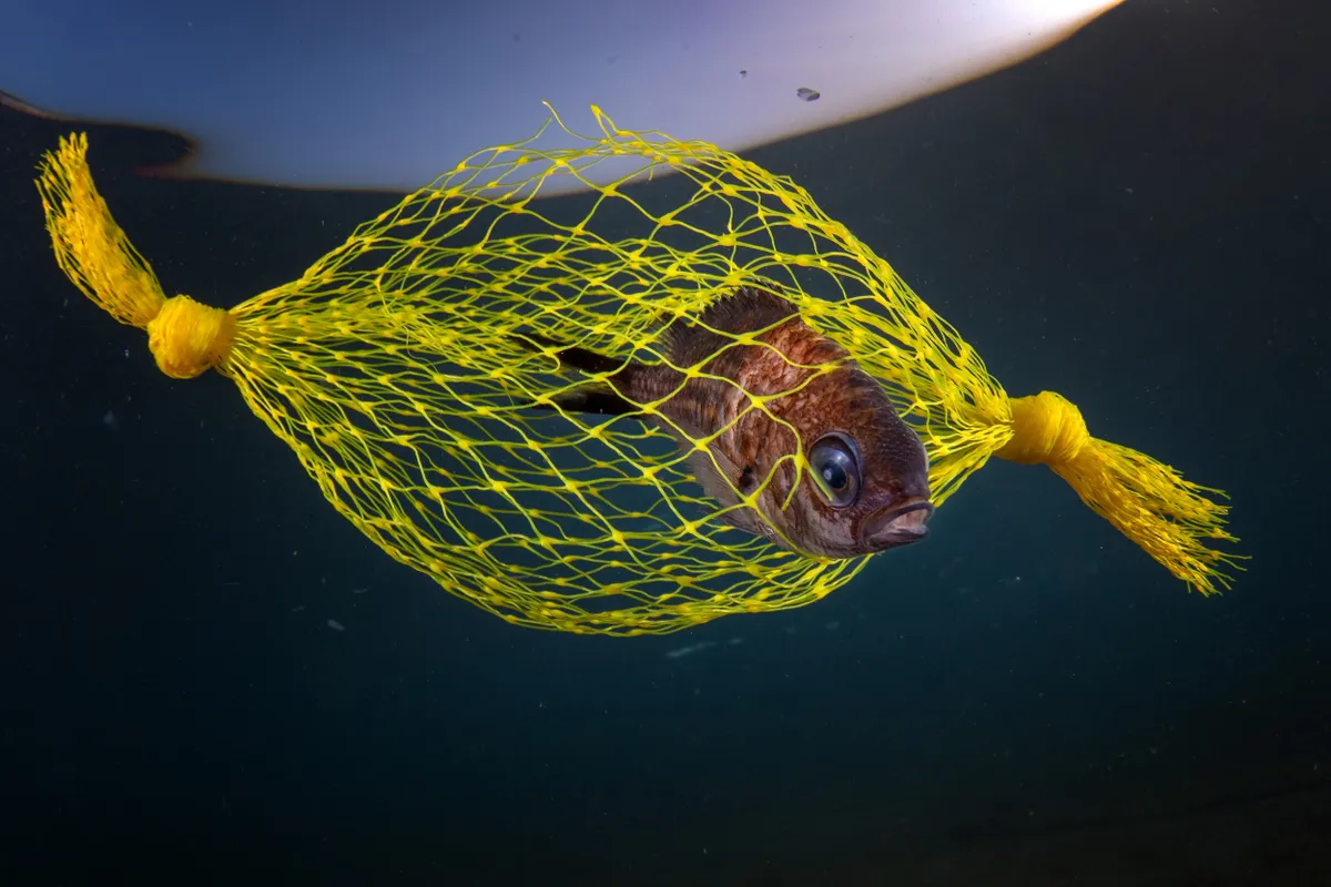 Marine Conservation category runner-up: The Yellow Candy, Italy. © Pasquale Vassallo (Italy)/Underwater Photographer of the Year 2021
