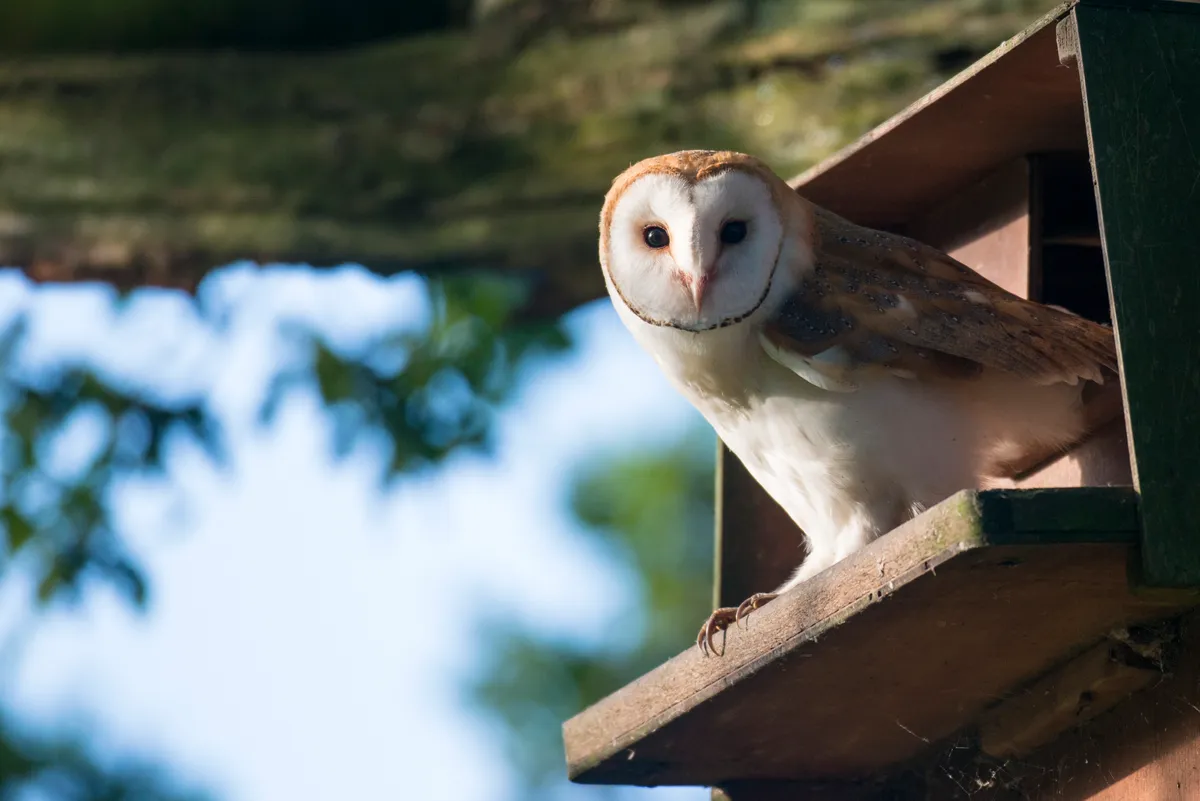 A young barn owl in a nestbox. © James Warwick/Getty