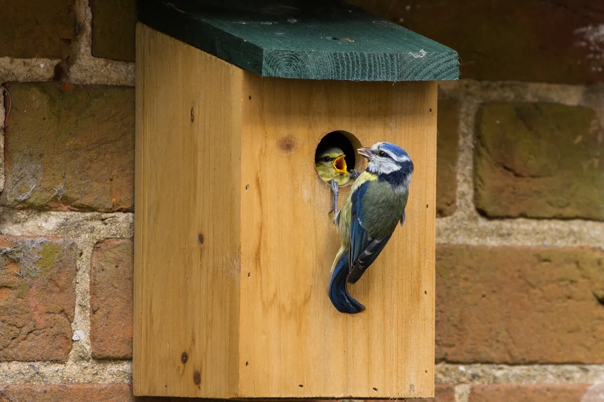 An adult blue tit feeds one of its chicks at the nestbox. © Ian Sherriffs/Getty