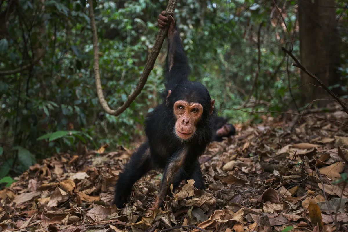 A young chimpanzee swinging from a liana in Gombe National Park, Tanzania. © Anup Shah/Getty