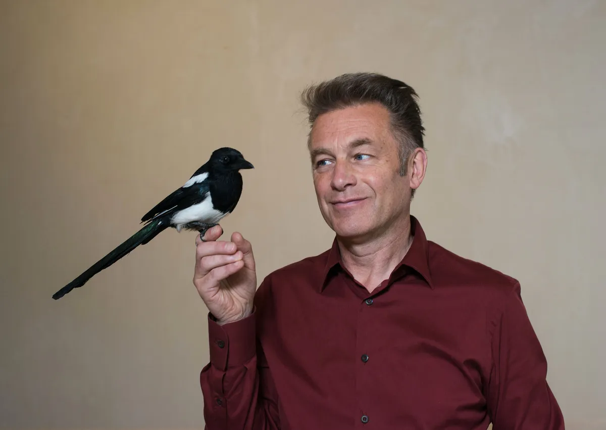 Chris Packham with a tame magpie, a bird with an undeserved reputation for stealing. © Lucy Bowden/BBC