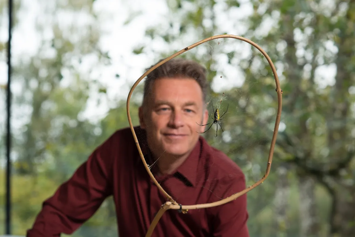 Chris Packham with a golden orb weaver spider and its web. © Lucy Bowden/BBC