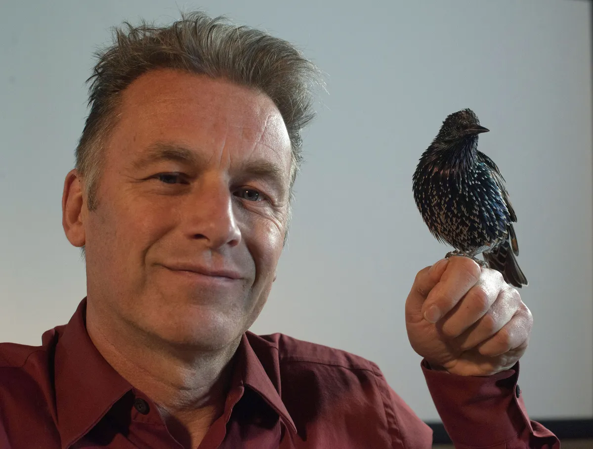 Chris Packham with a tame starling, a bird capable of social learning. © Lucy Bowden/BBC