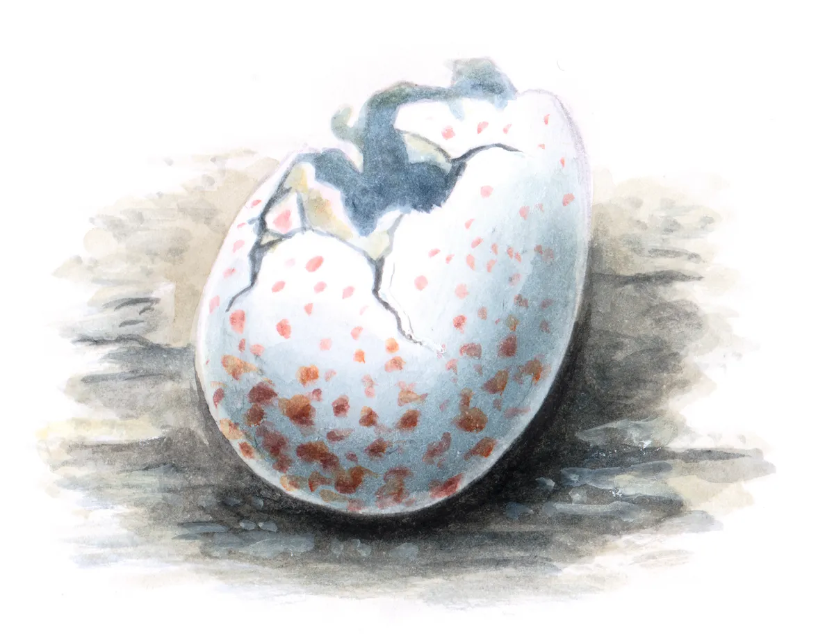 Great tit egg. © Mike Langman