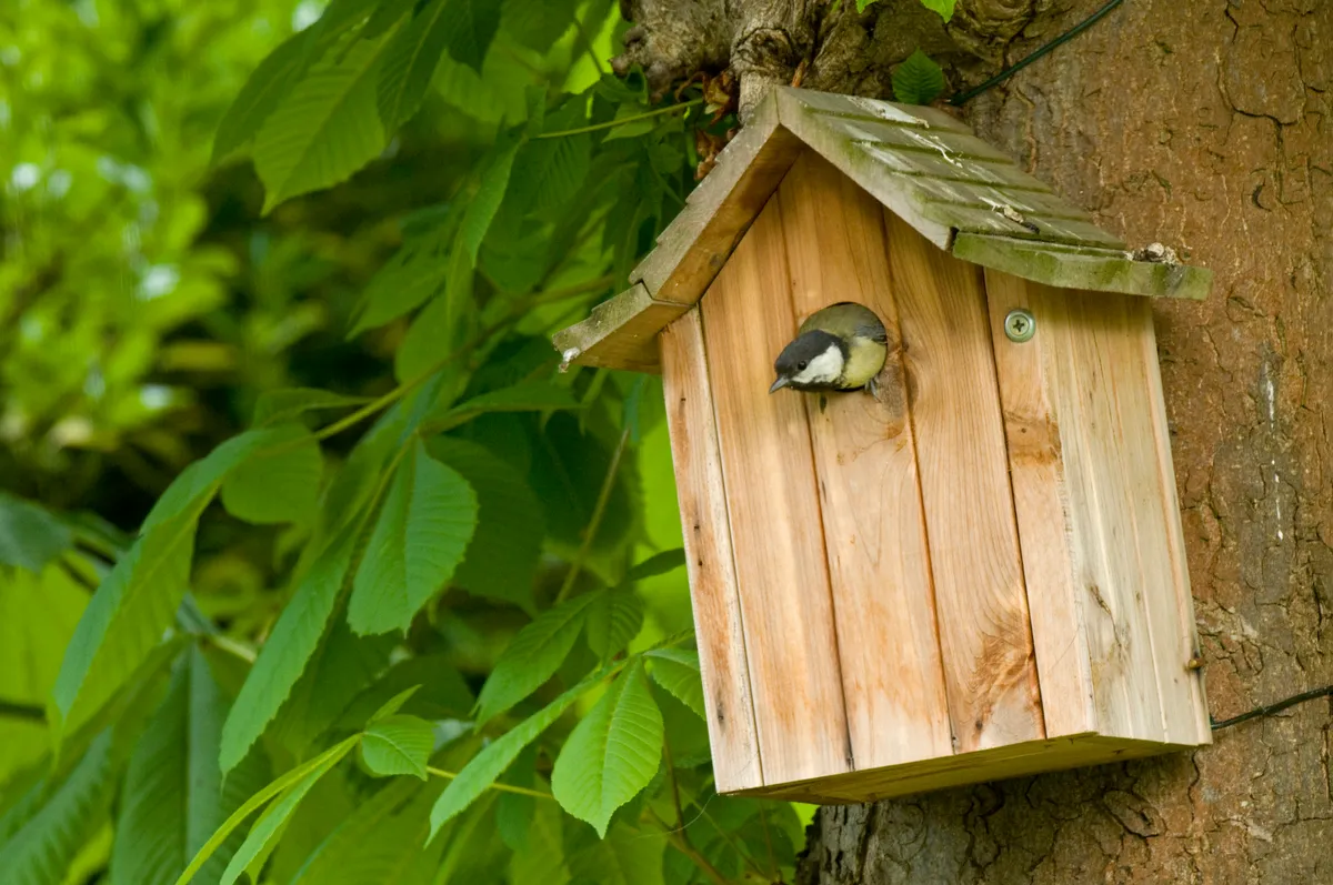 A great tit using a nestbox. © Gerard Soury/Getty