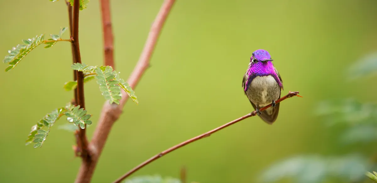 Costa's hummingbird in California. © Kathleeen Reeder/BBC