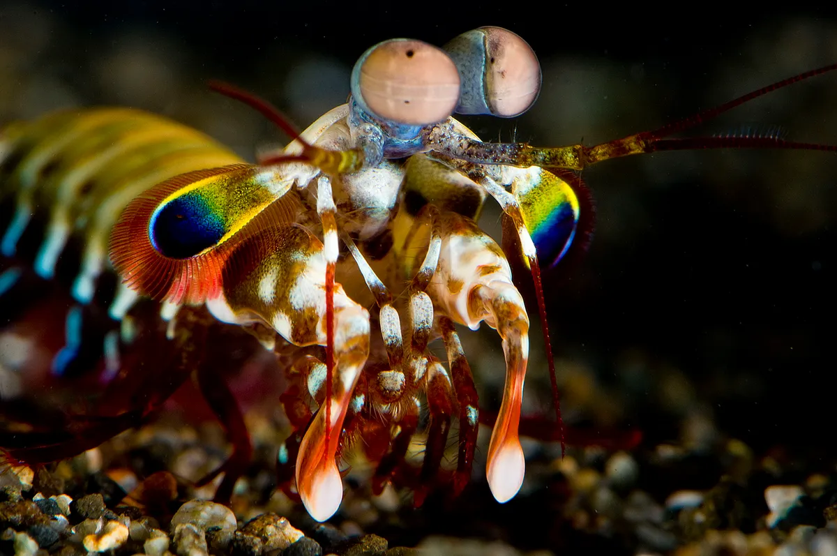 Peacock mantis shrimp have 12 types of colour receptors – four times as many as humans. © Roy Caldwell/BBC