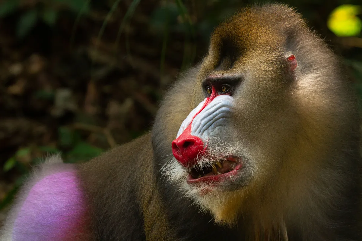 Face colours of male mandrill baboons signal their status. © Guthrie O'Brien/Humble BeeFilms/SeaLight Pictures/BBC