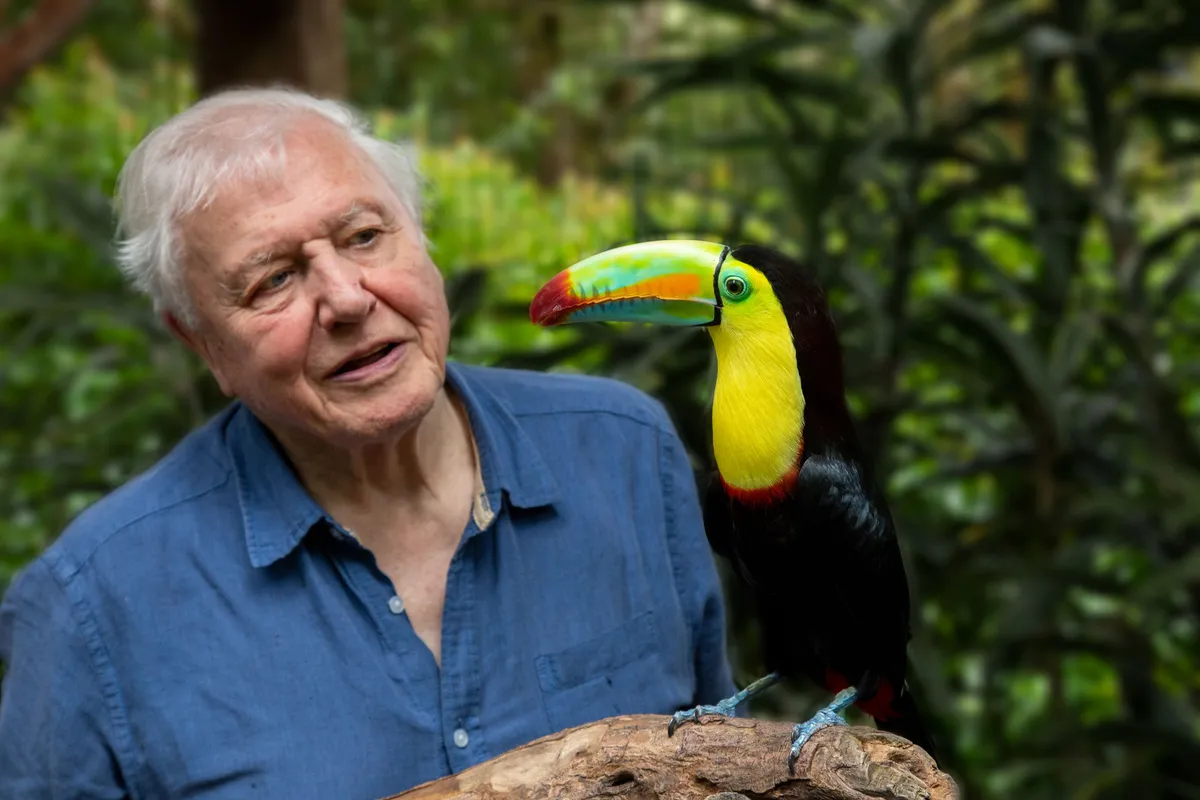 David Attenborough with a toucan in Costa Rica. © Gavin Thurston/Humble BeeFilms/SeaLight Pictures/BBC