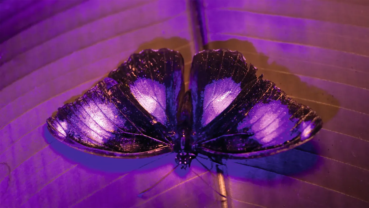 A blue moon butterfly under UV light. © Humble BeeFilms/SeaLight Pictures/BBC