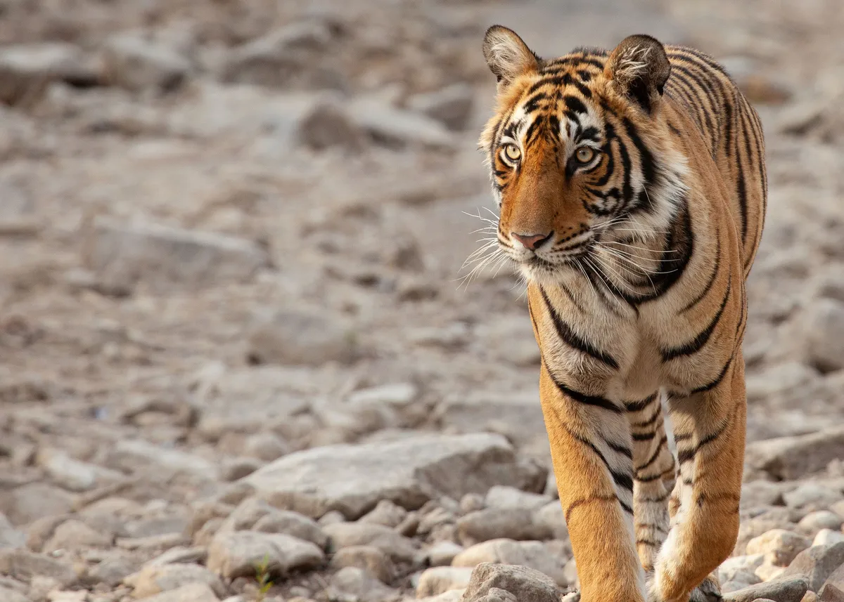 A tiger's orange-black stripes help it to hunt it's prey. © Nick Green/Humble BeeFilms/SeaLight Pictures/BBC