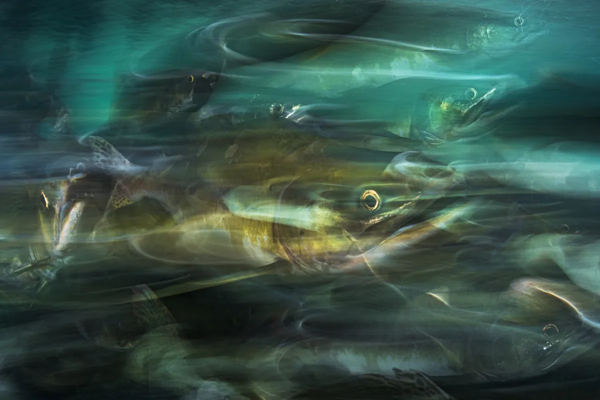 My Backyard category third place: Pink salmon make their way up river to spawn, Canada. © Shane Gross (Canada)/Underwater Photographer of the Year 2021