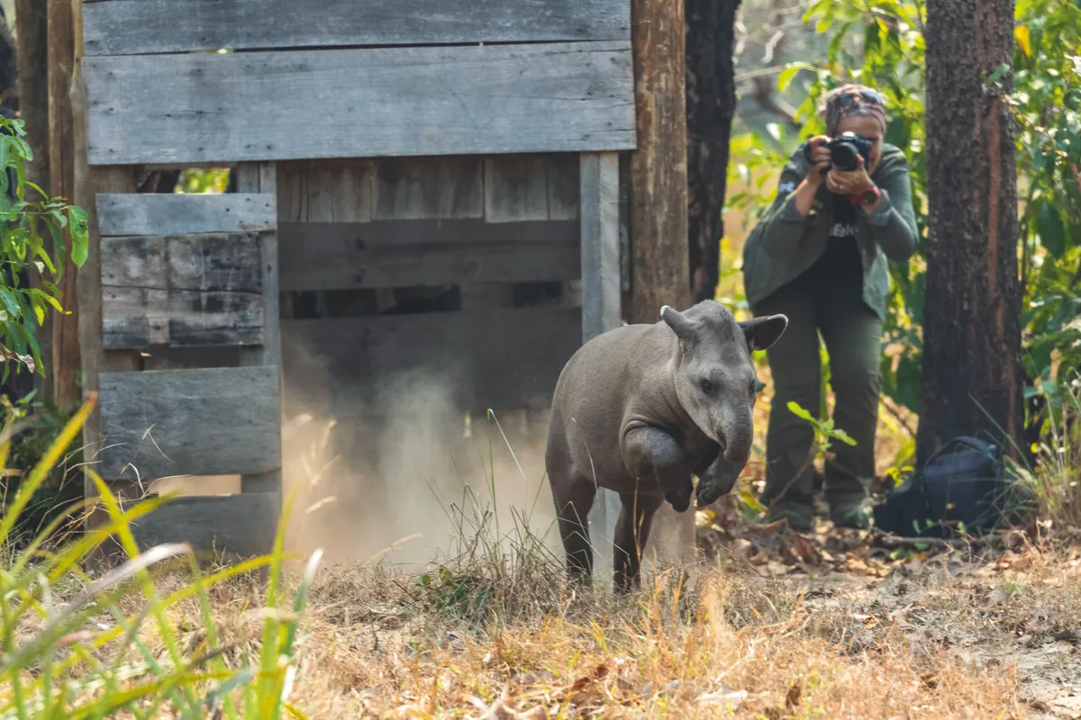 The lowland tapir is one of four extant tapir species. © Joao Marcos Rosa/Whitley Awards 2020