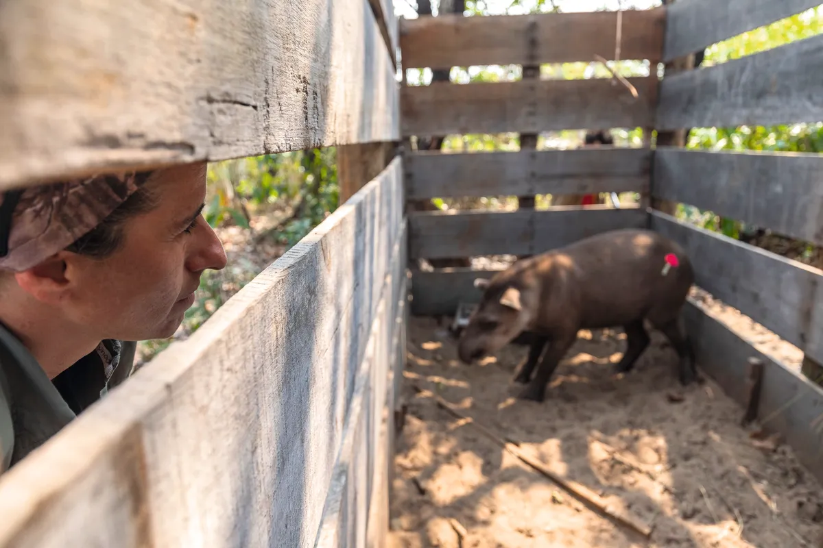 Medici developed her research work with tapirs in the Pantanal. © Joao Marcos Rosa/Whitley Awards 2020