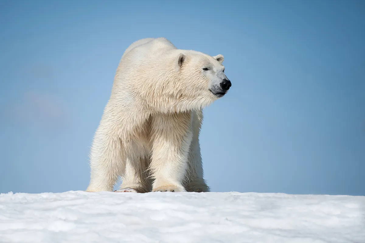 Polar bear. © Justin Lo/Getty