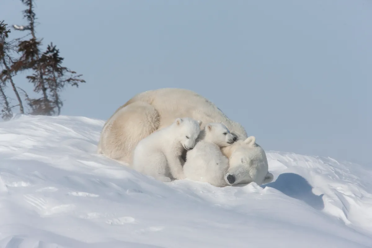 Mother polar bear and cubs sleeping in the snow in Churchill, Manitoba, Canada. © Thomas Kokta/Getty
