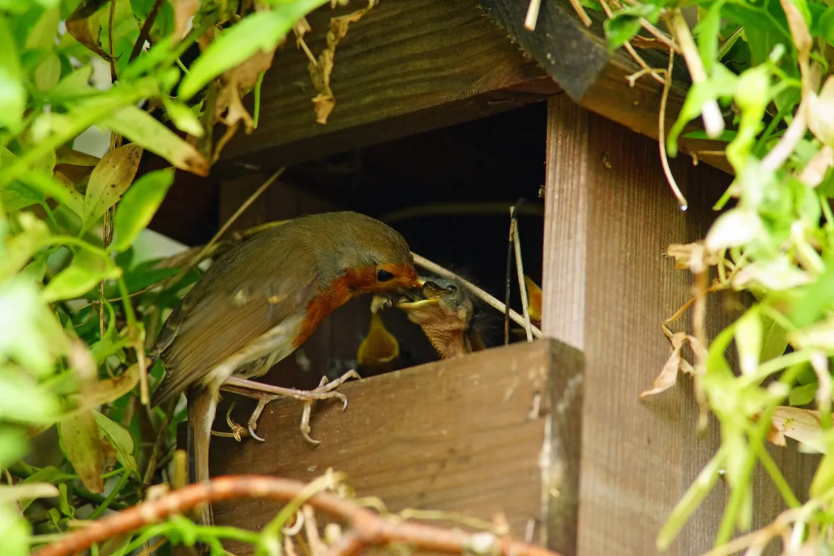 An adult European robin feeds its young at the nestbox. © Peter Llewellyn/Getty