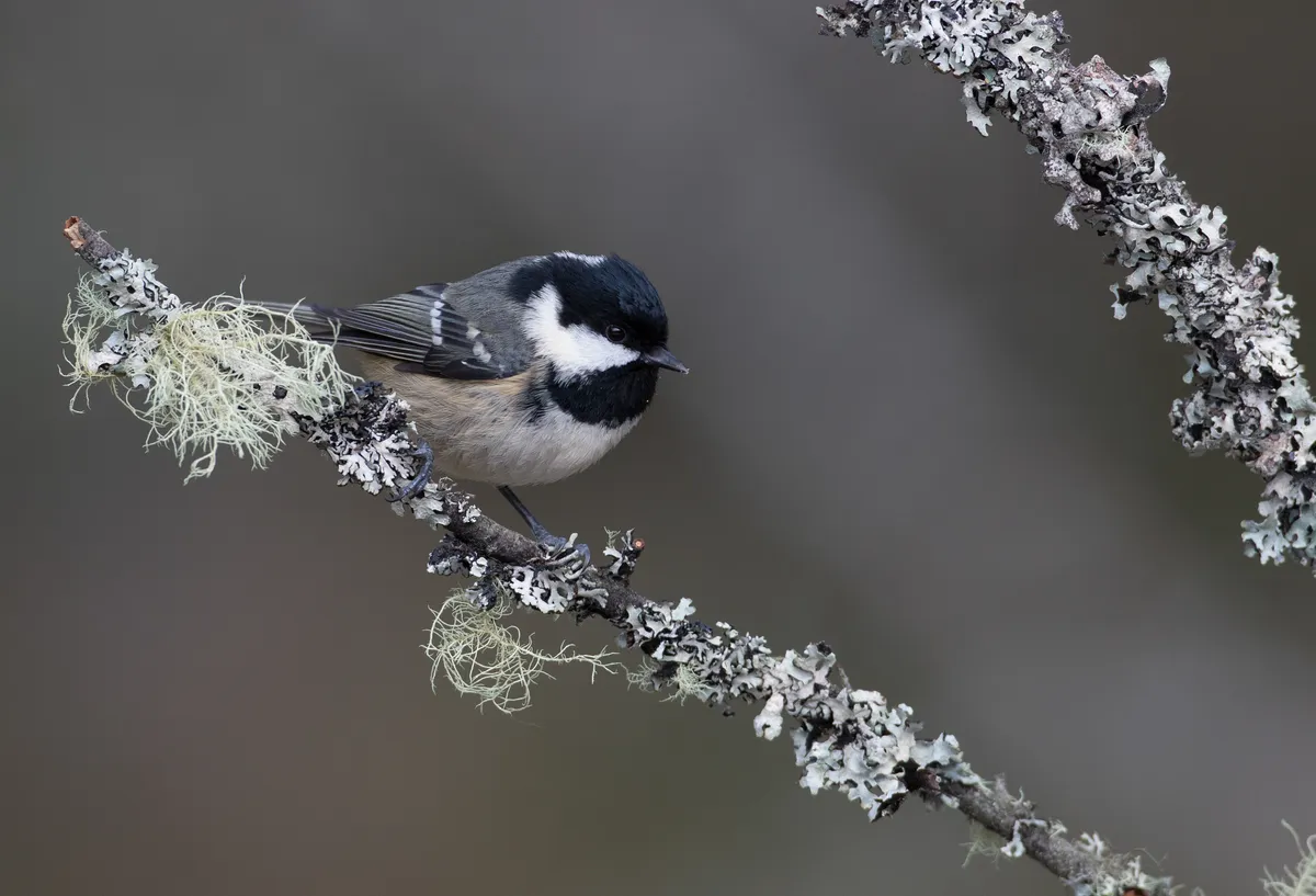 Coal tit guide: how to identify, what they eat, and when they're seen in  gardens - Discover Wildlife