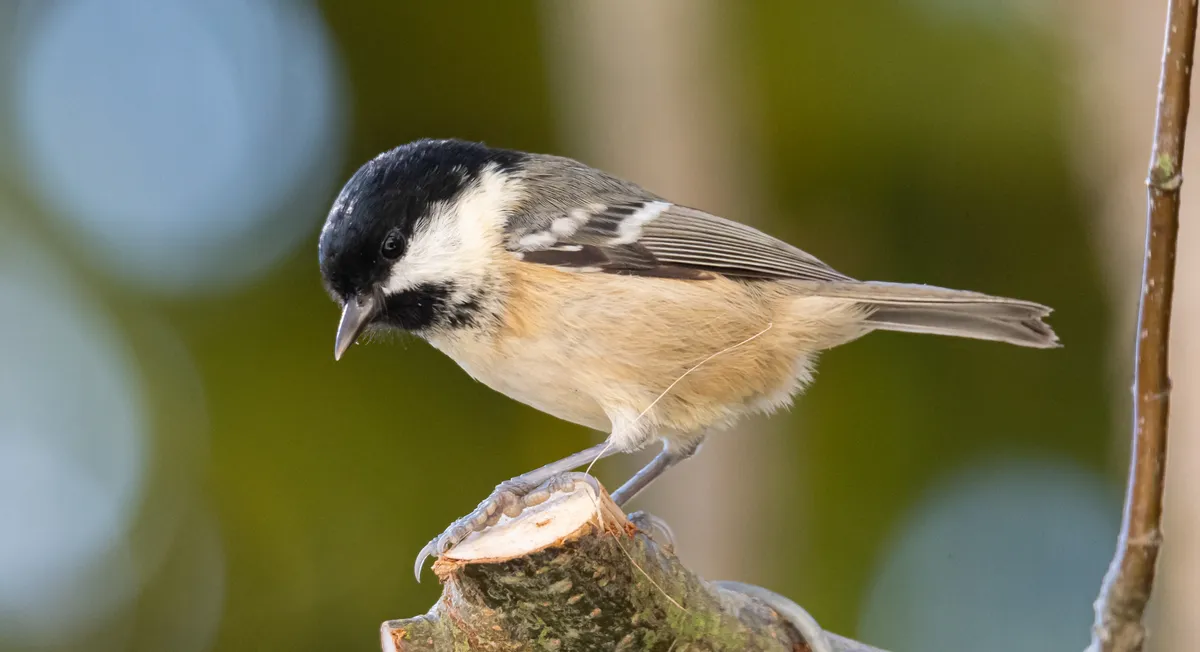 Coal tit perched on the edge of a twig. © Philip Croft/BTO