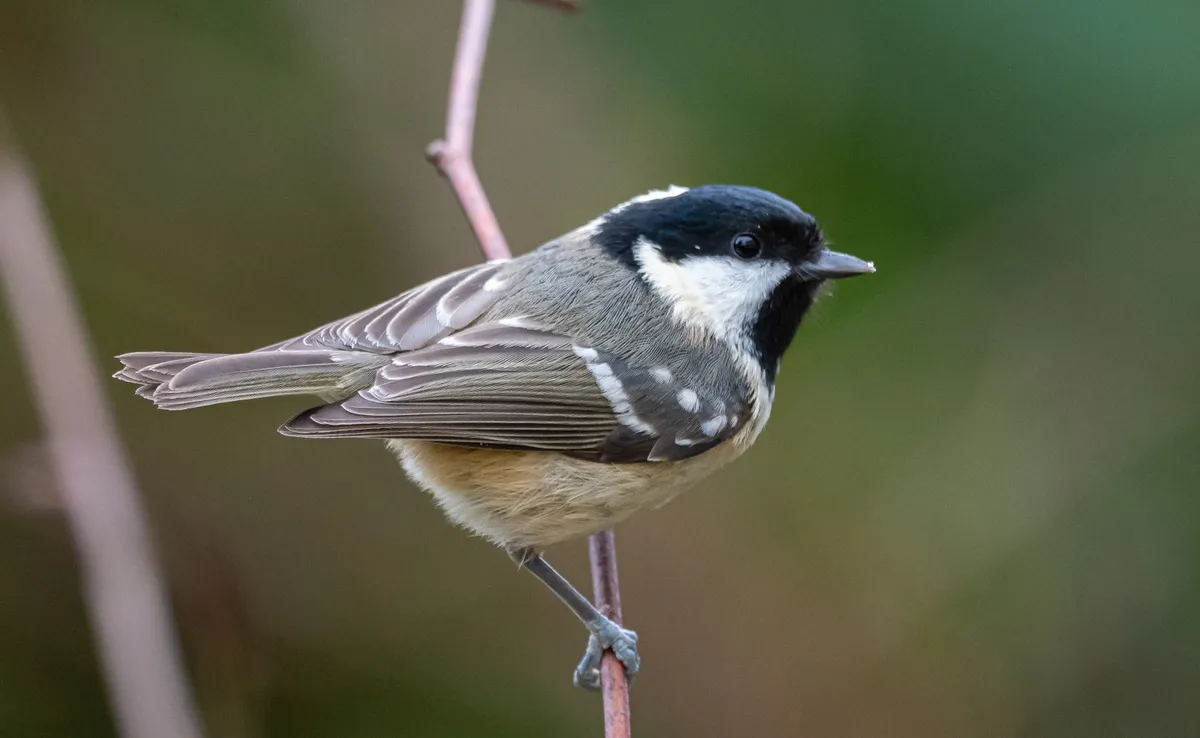 Coal tit perched on a twig, showing the white on the back of its neck. © Philip Croft/BTO