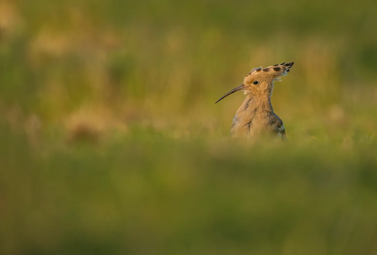 An adult hoopoe foraging in a paddock, in Bedfordshire, UK. © Ben Andrews/RSPB Images