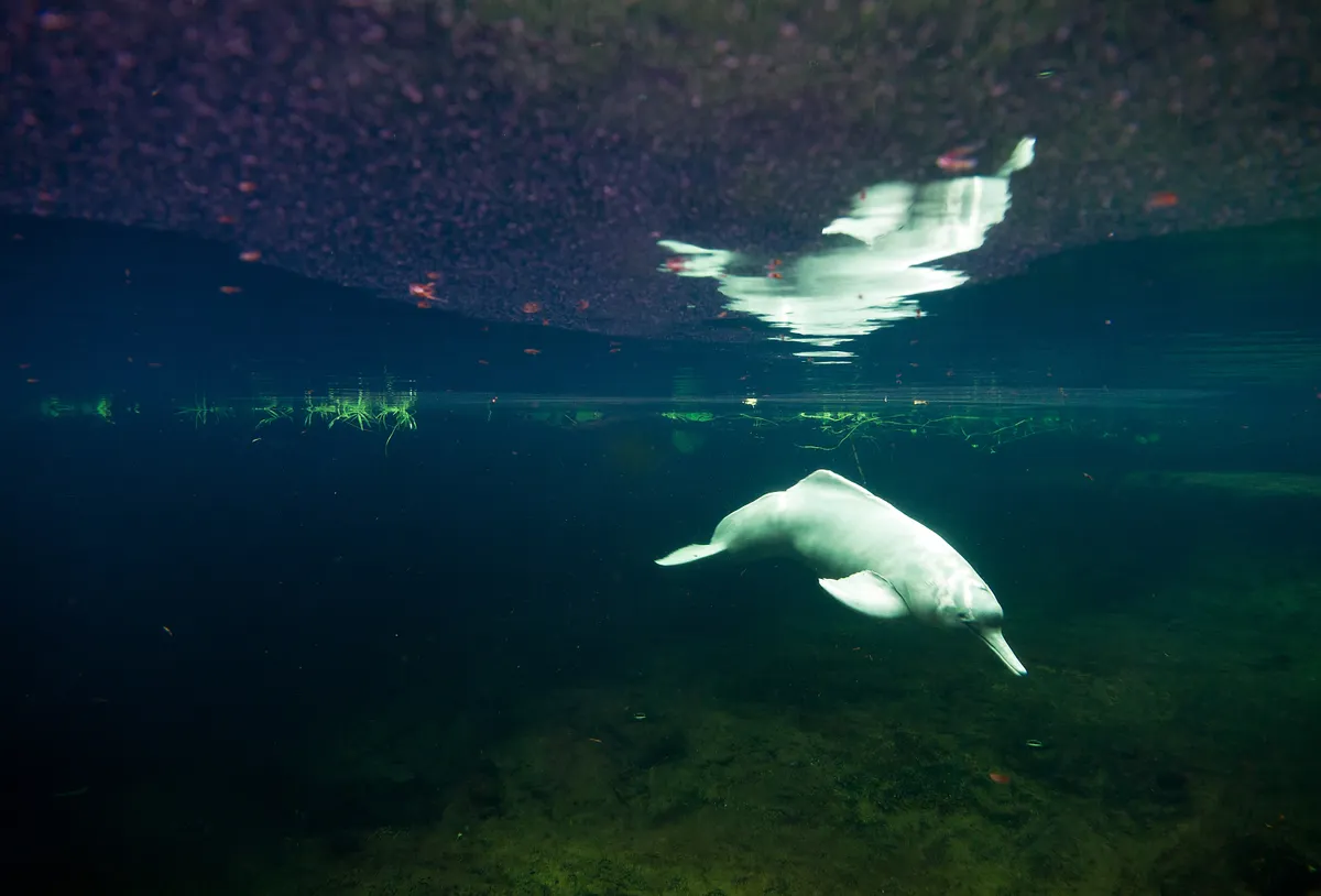 An Amazon river dolphin photographed underwater. © Getty