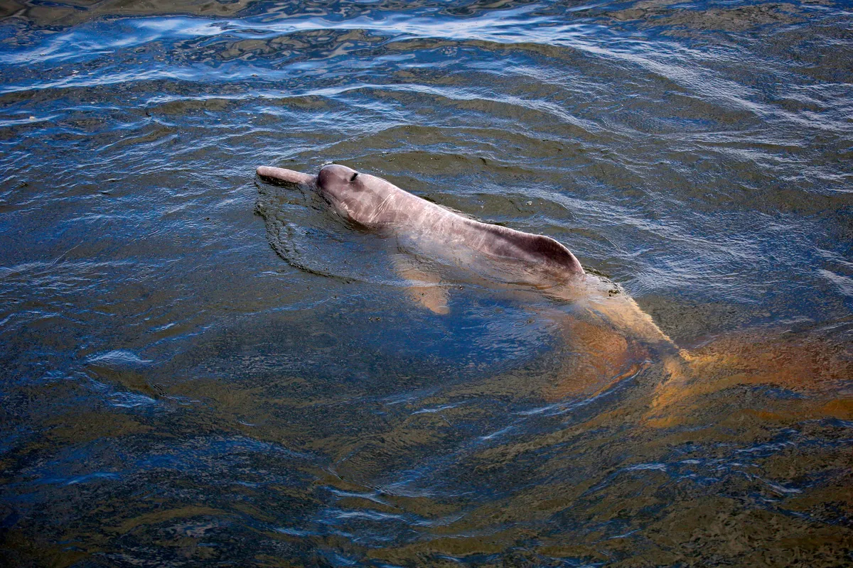 An Amazon river dolphin in the Tapajos River, Amazon Region, Brazil. © Ricardo Lima/Getty