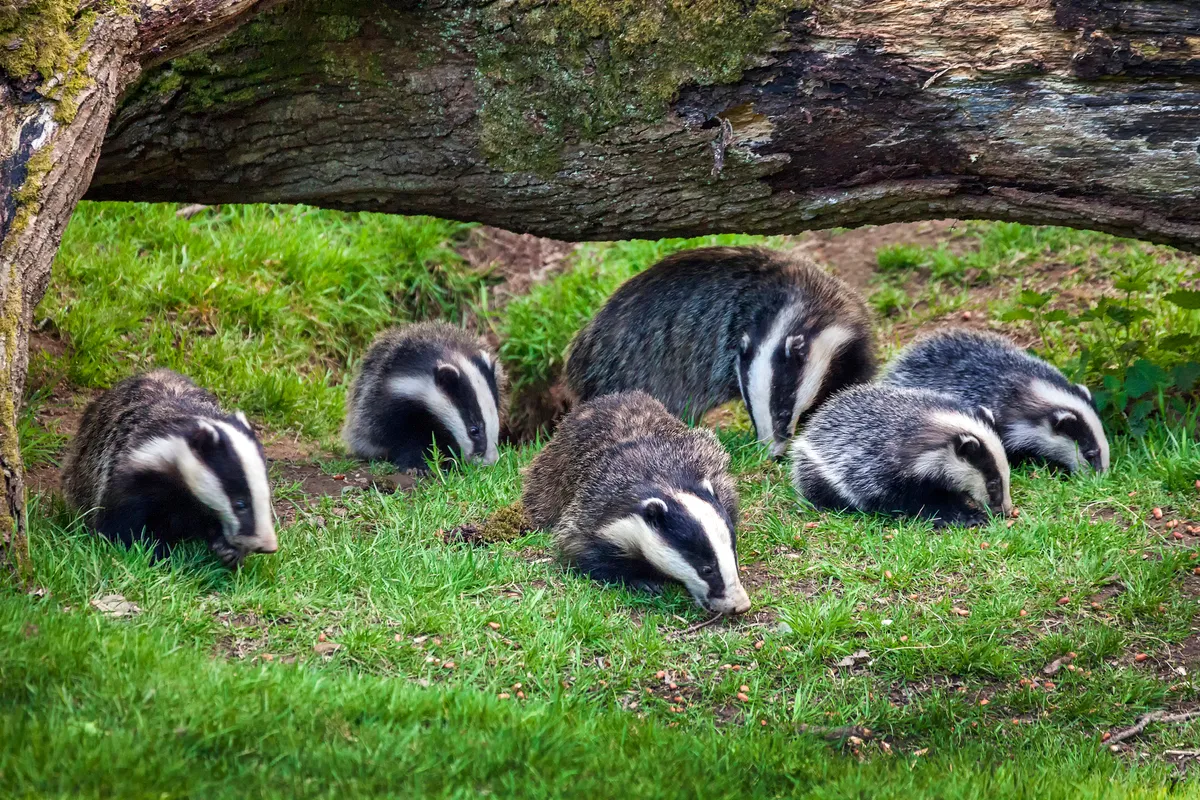 A badger family feeding in a woodland forest. © Tony Baggett/Getty