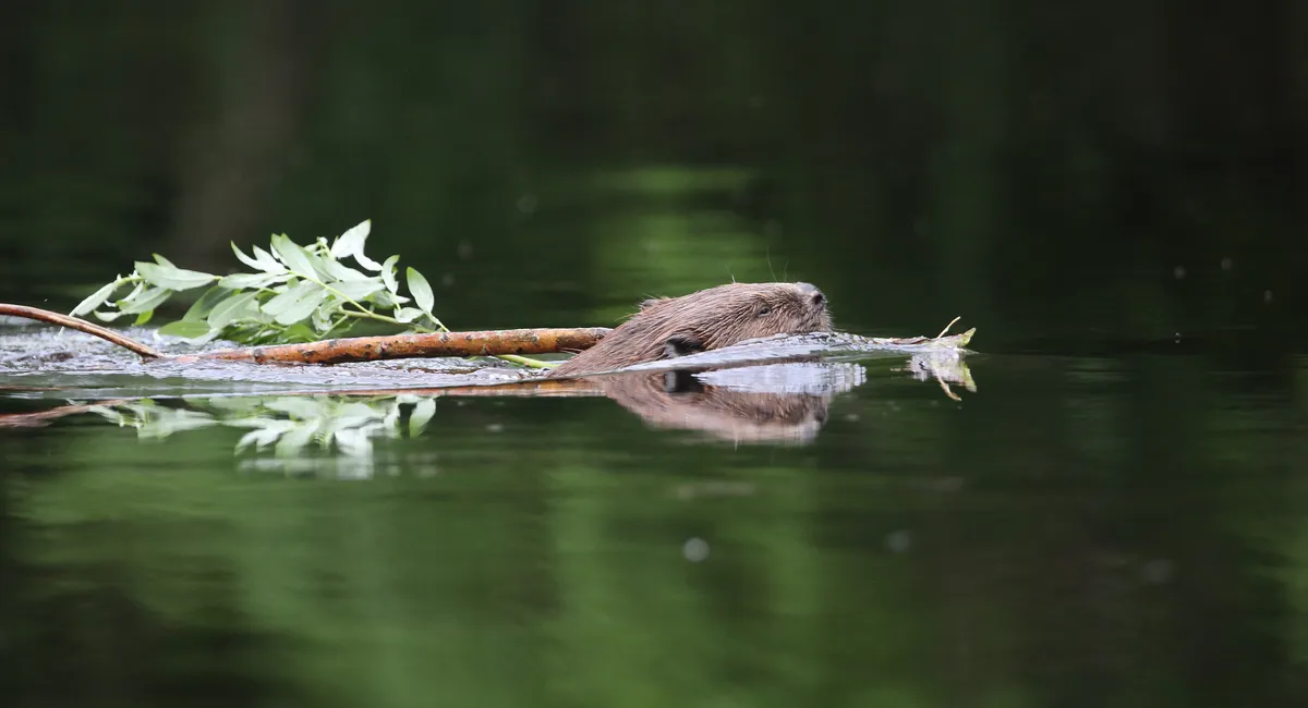 A beaver collecting food and swimming towards its lodge in Scotland, UK. © Sandra Standbridge/Getty