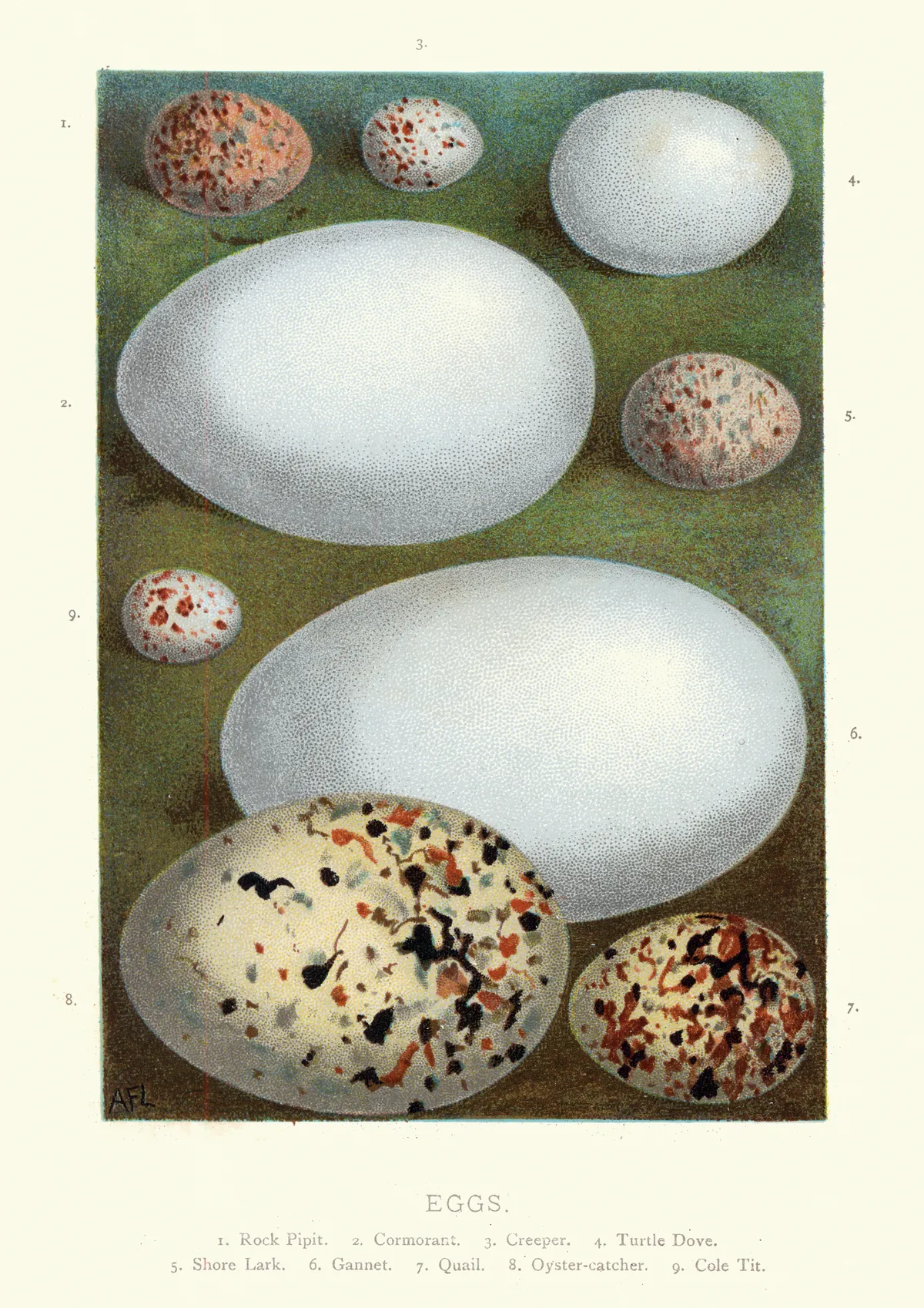 A vintage illustration of bird eggs. © Getty