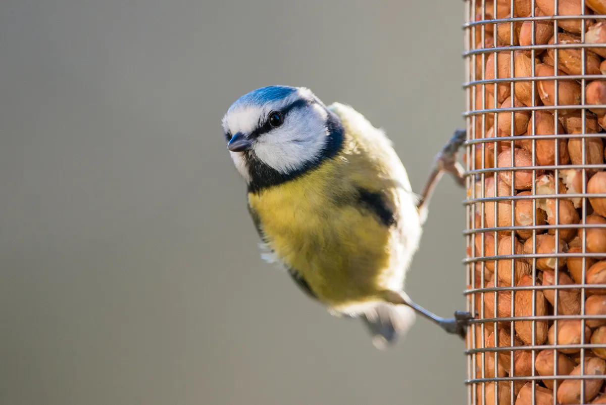 A blue tit on peanut bird feeder in Ashdown Forest, Sussex, UK. © James Warwick/Getty