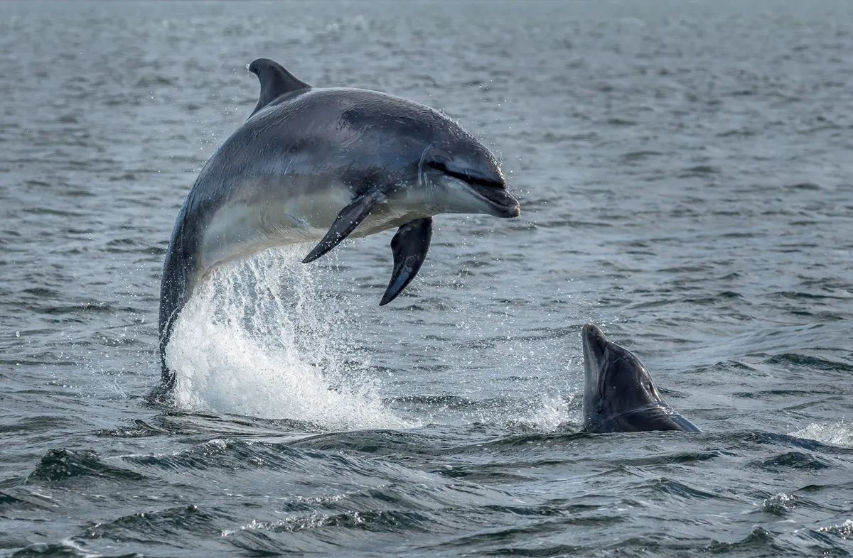 Wild Bottlenose Dolphins Jumping Out Of Ocean Water At The Moray Firth Near Inverness In Scotland