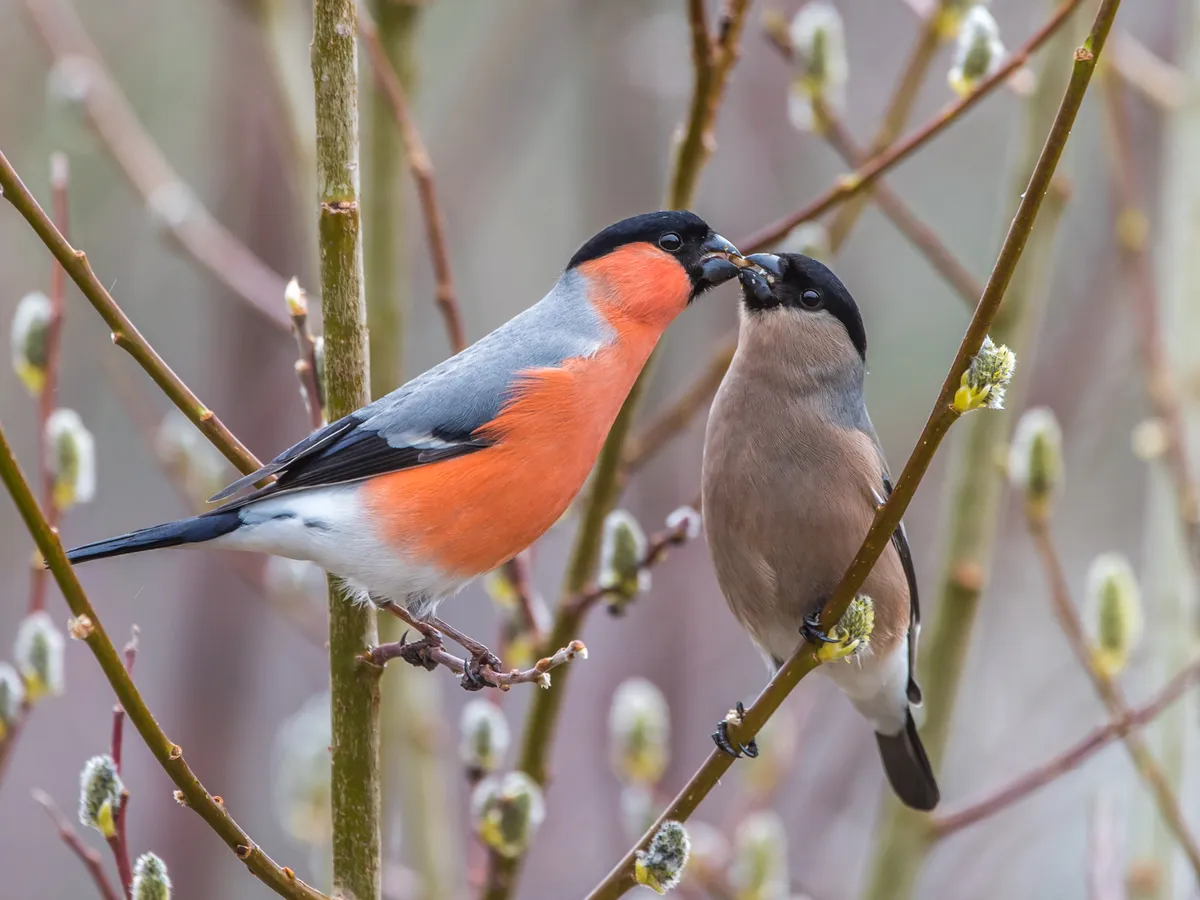A male (left) and female (right) bullfinch. © Pål Jakobsen/Getty