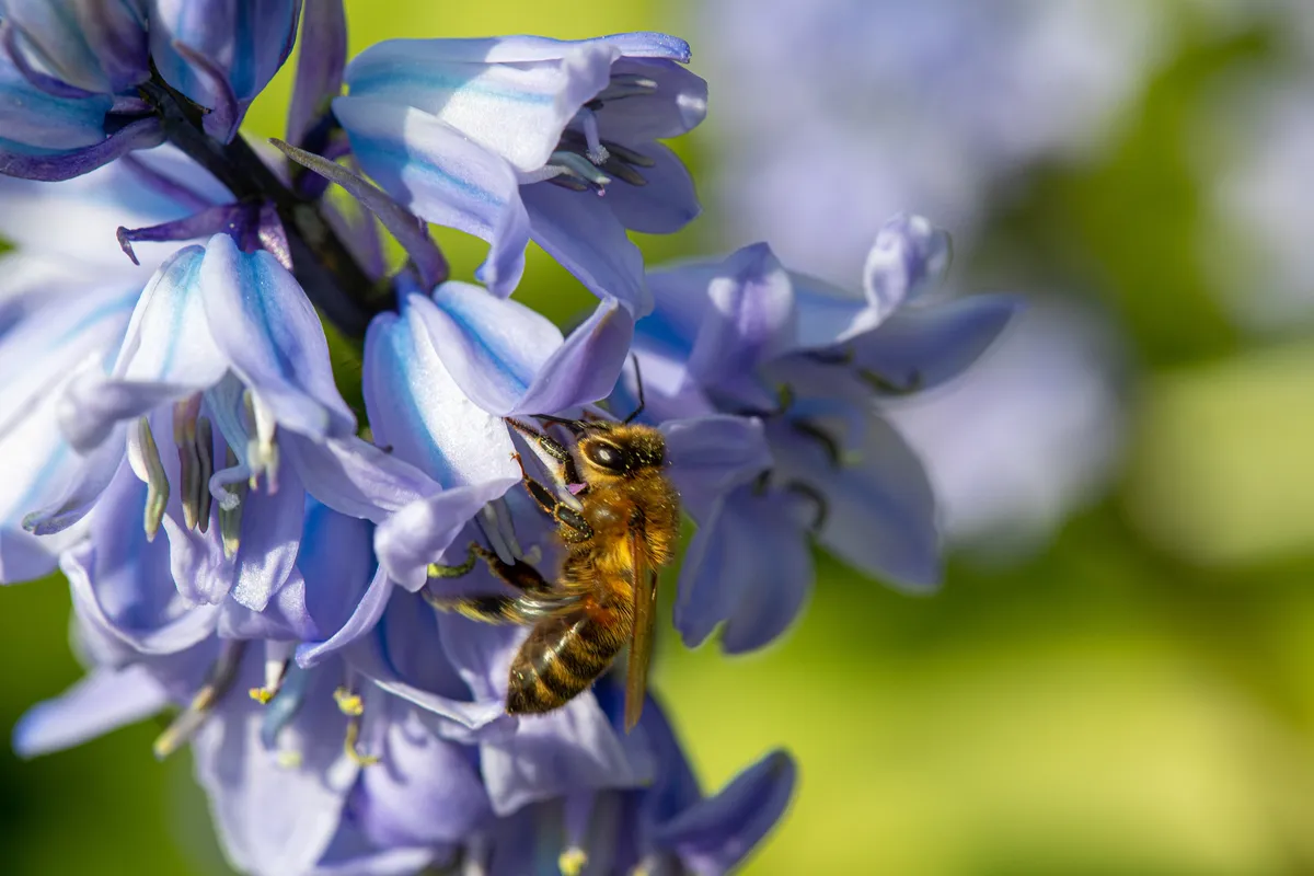 A honeybee feeding from a bluebell. © Charles Mortensen/Getty