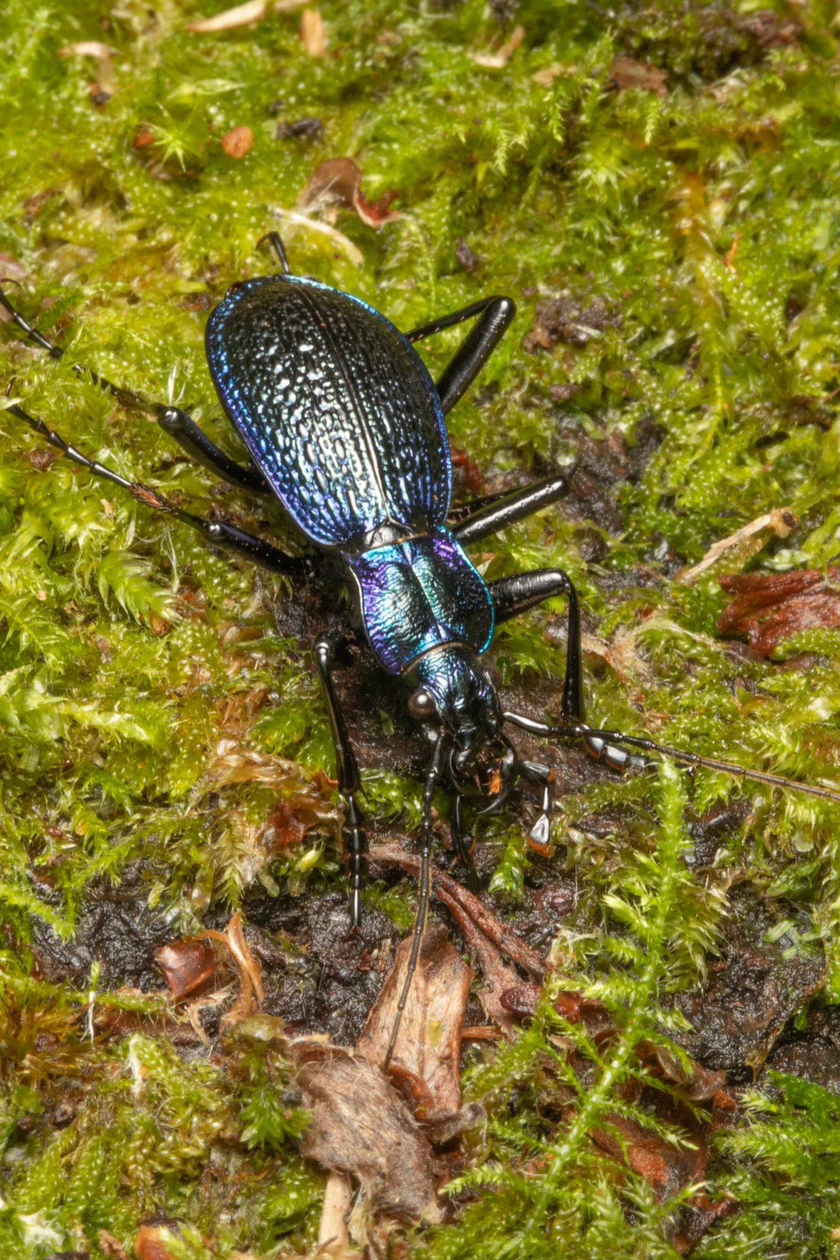 Blue ground beetle (Carabus intricatus)
