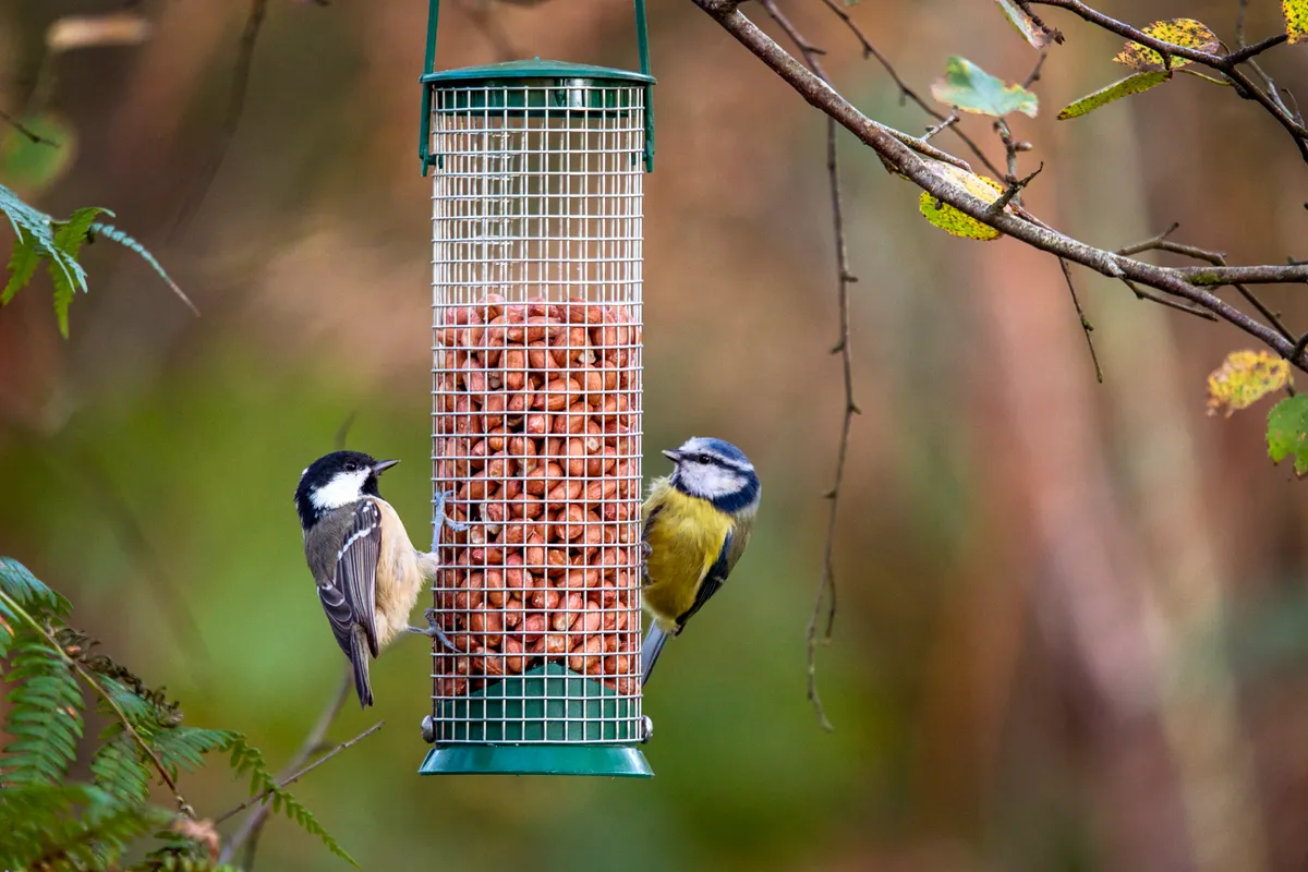 A coal tit and a blue tit feeding on peanuts either side of a hanging bird feeder, in Cumbria UK. © Fiona McAllister Photography/Getty