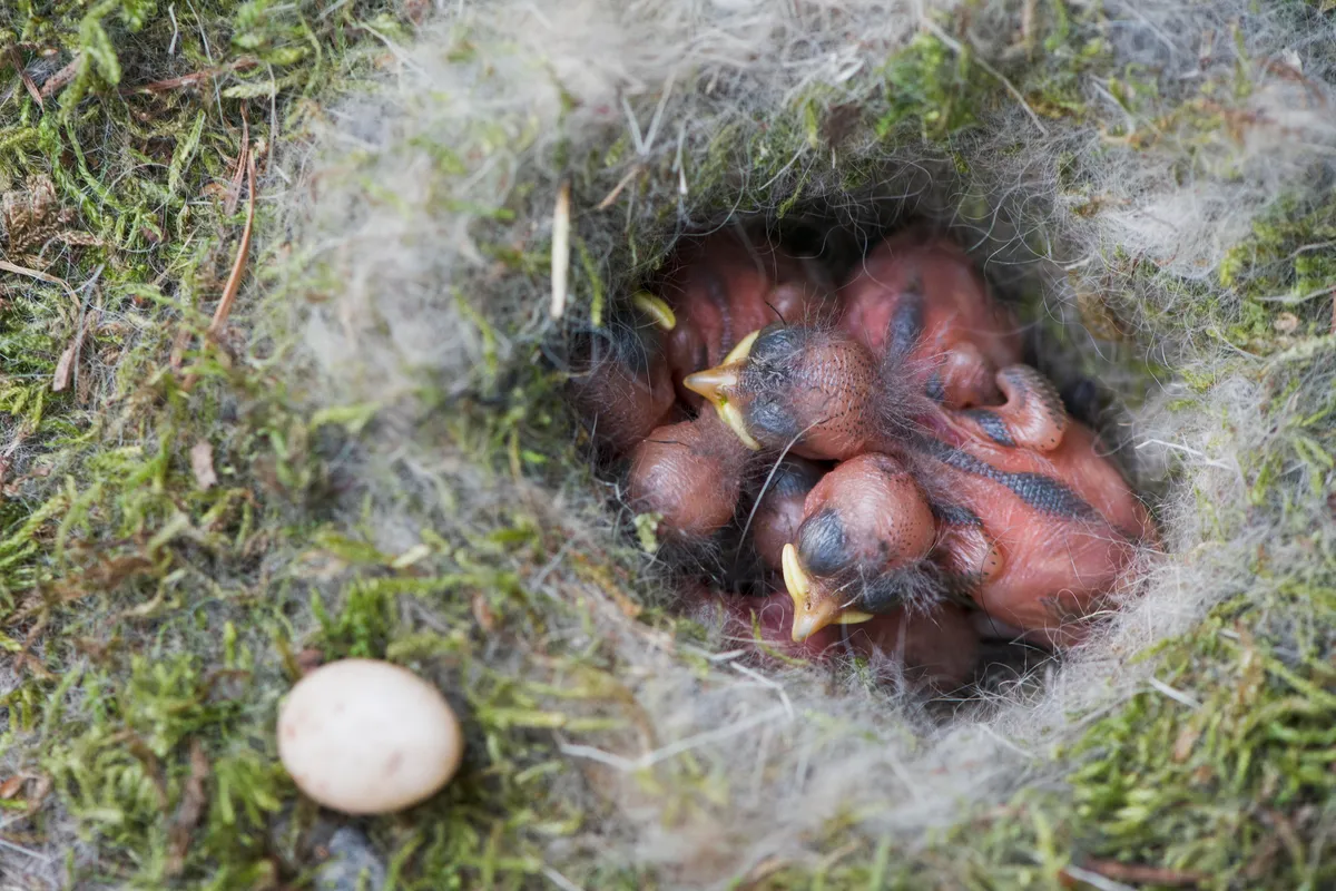 Coal tit chicks in a nest, in Germany. © Erhard Nerger/imageBROKER/Getty