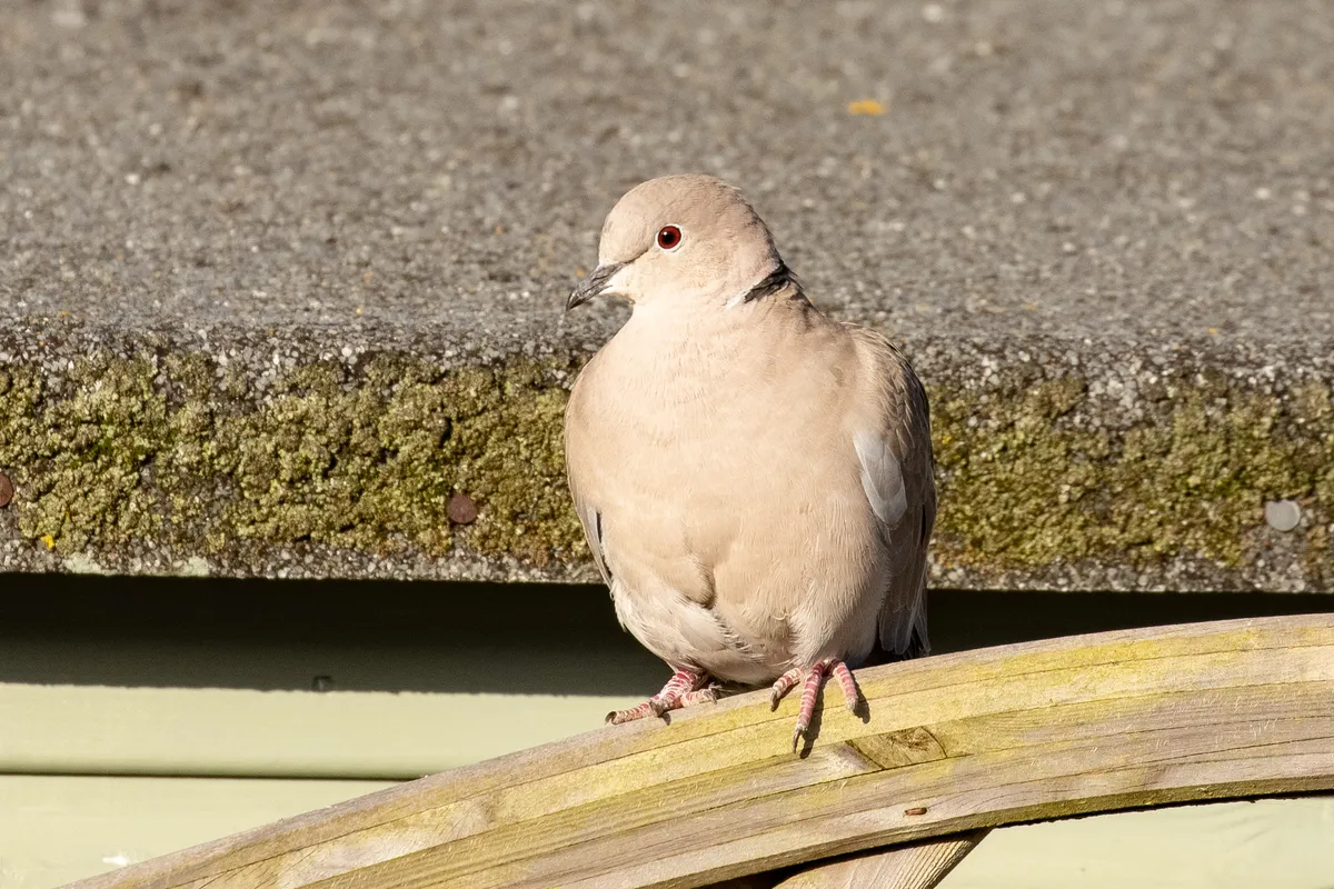 Collared dove. © Rebecca Gibson